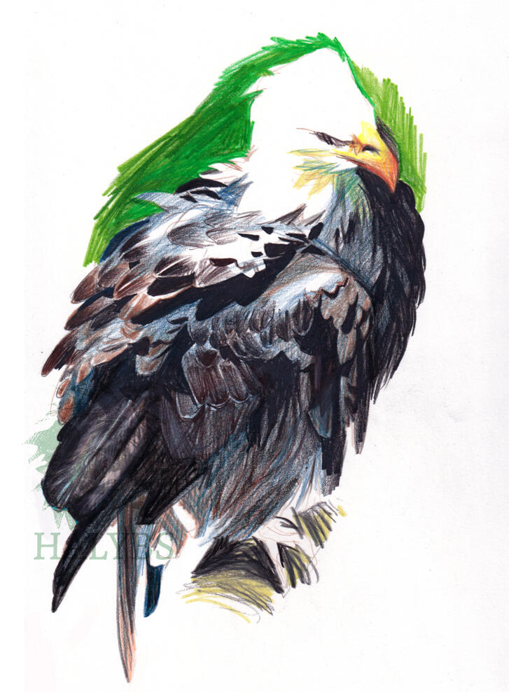 *prisma colored pencils*